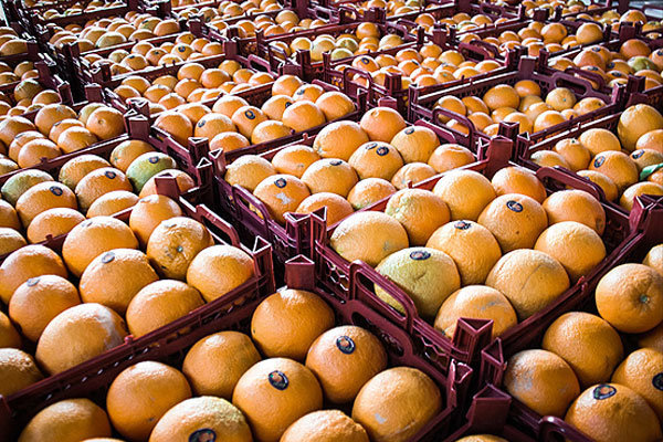 470 تن پرتقال در سردخانه های قزوین برای نوروز ذخیره سازی شد