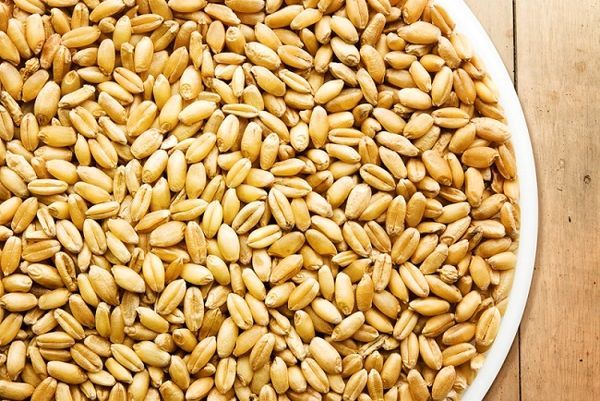 تولید 1660 تن انواع بذر اصلاح شده توسط شبکه تعاون روستایی استان قزوین