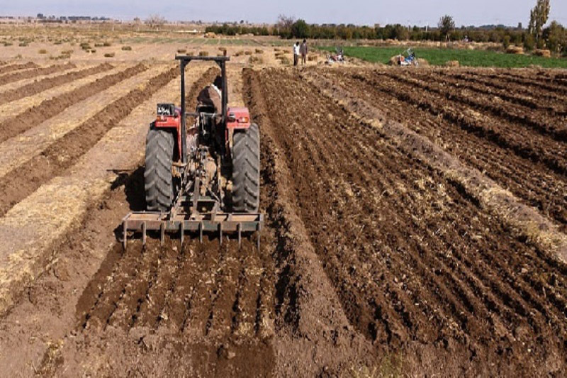 بیش از 185 هزار هکتار از اراضی کشاورزی قزوین، زیر کشت محصولات پاییزه