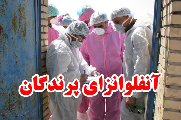 توصیه های دامپزشکی قزوین برای پیشگیری از شیوع آنفلوانزای پرندگان