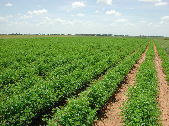 برداشت 34 تن حبوبات از اراضی کشاورزی‌ شهرستان البرز