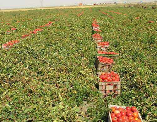 تولید 400 هزار تن گوجه فرنگی در قزوین