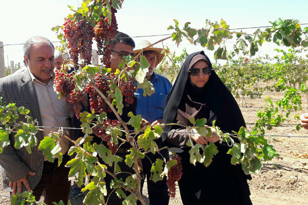 5200 هکتار باغ انگور در استان قزوین داربستی شد