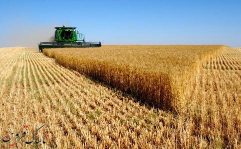 137 هزار هکتار از اراضی کشاورزی قزوین به کشت گندم اختصاص می یابد