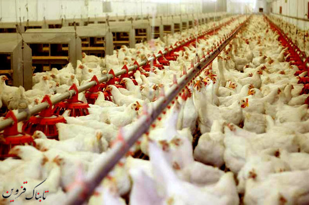 رشد ۳۳ درصدی تورم تولیدکننده محصولات مرغداری‌ها در تابستان
