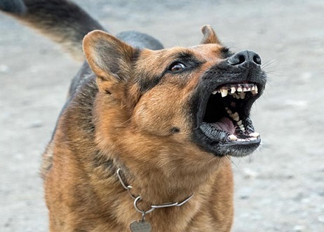 یکهزار و 400 قلاده سگ در قزوین علیه هاری واکسینه شدند