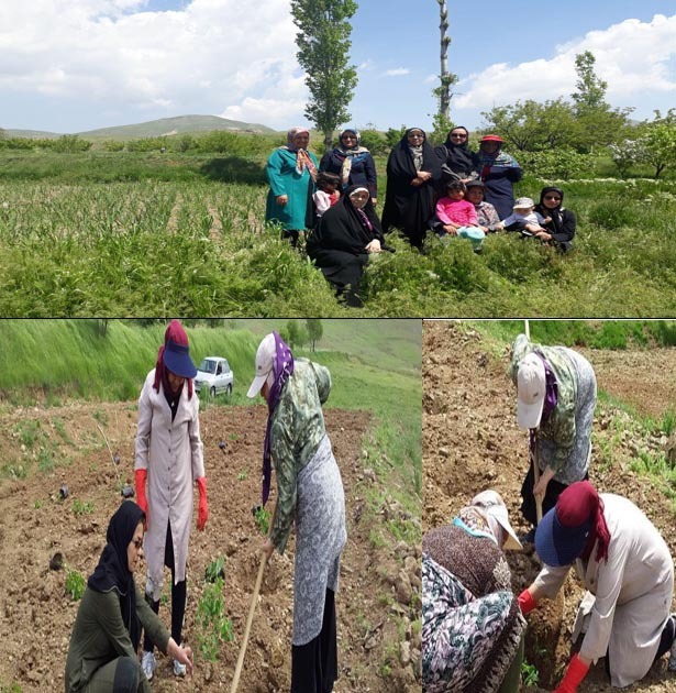 ساماندهی فعالیت کشاورزی زنان روستایی در سایه تشکیل تعاونی‌ها صورت می‌گیرد