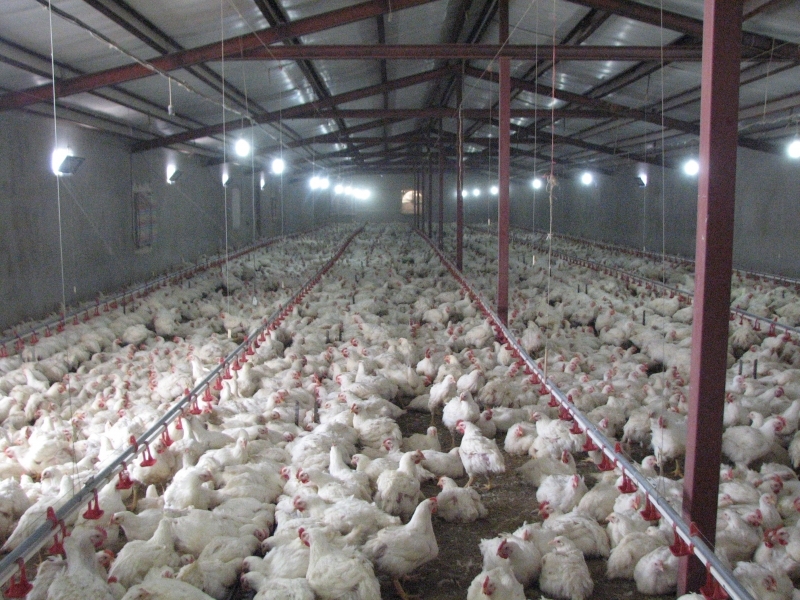 4170 تن گوشت سفید در واحدهای مرغی شهرستان قزوین تولید شد