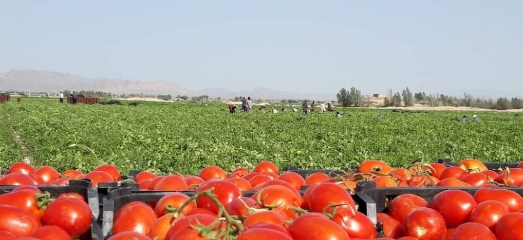 آغاز برداشت گوجه فرنگی در مزارع قزوین