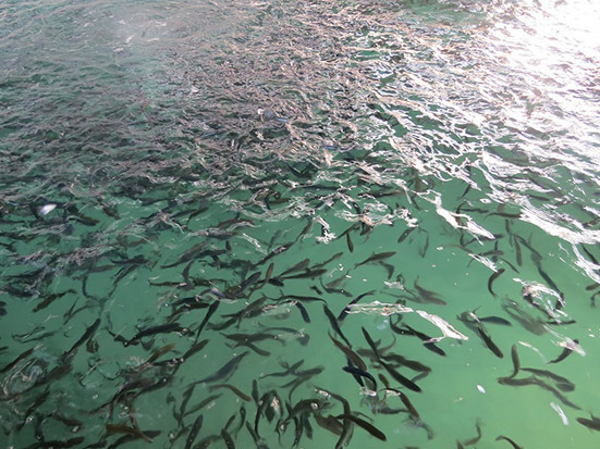 بیش از 2 هزار و 677تن ماهی در استخر های پرورش ماهی تولید شد