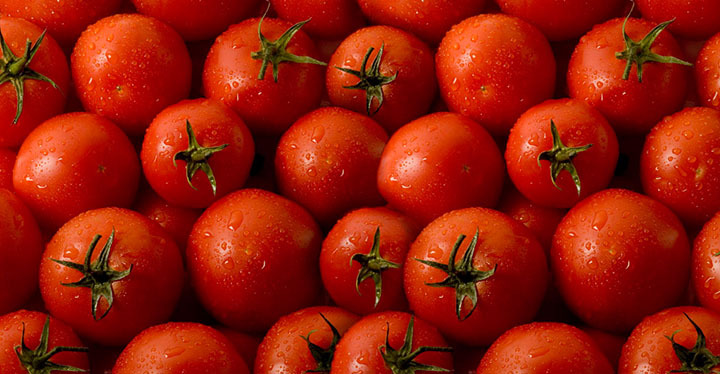 313 تن گوجه فرنگی  کشاورزان استان خریدار شد