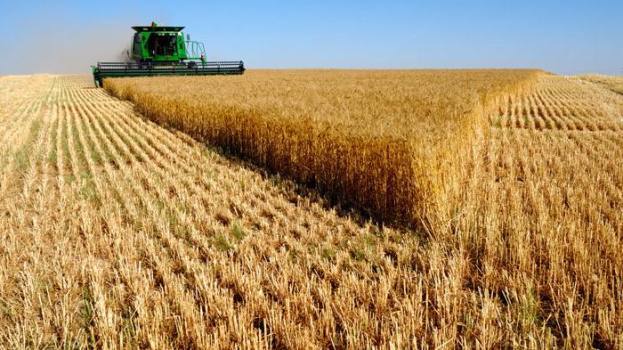 اجرا طرح افزایش عملکرد گندم در اراضی دیم قزوین