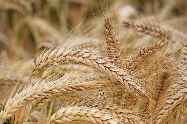کشت ۳۳۰۰ هکتار از مزارع گندم شهرستان البرز با روش حفاظتی
