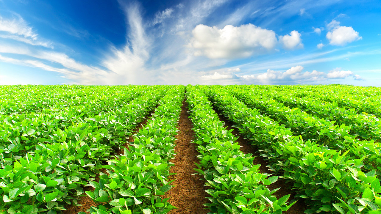 استان قزوین ظرفیت تولید سالانه ۷ میلیون تن محصولات کشاورزی را دارد