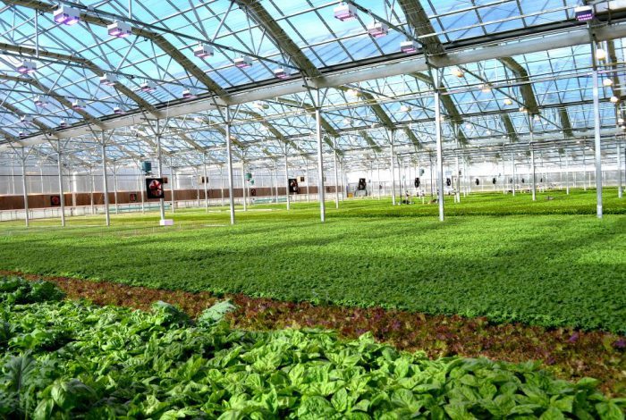 ۵۰ هکتار گلخانه در قزوین در دست احداث است