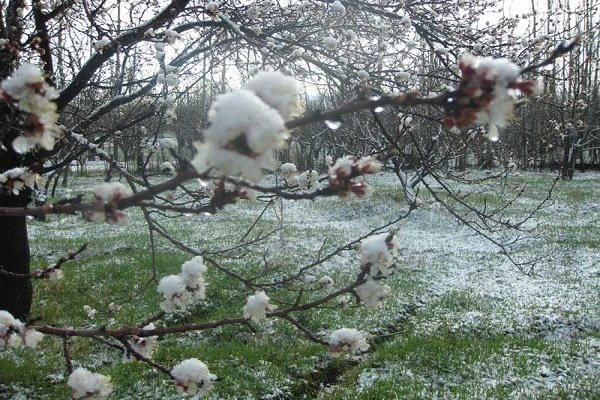 باغداران برای کاهش خسارت یخبندان بهاره ؛ توصیه های فنی را جدی بگیرند