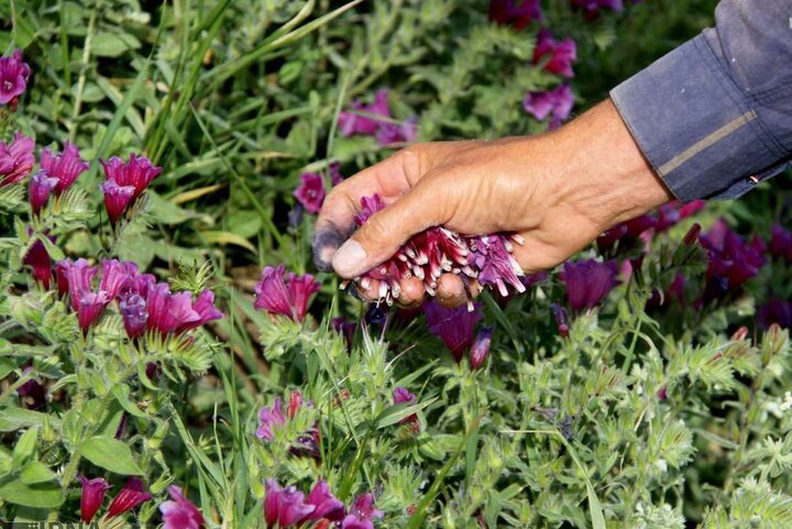توسعه ۵۰ هکتاری کشت گیاهان دارویی در قزوین