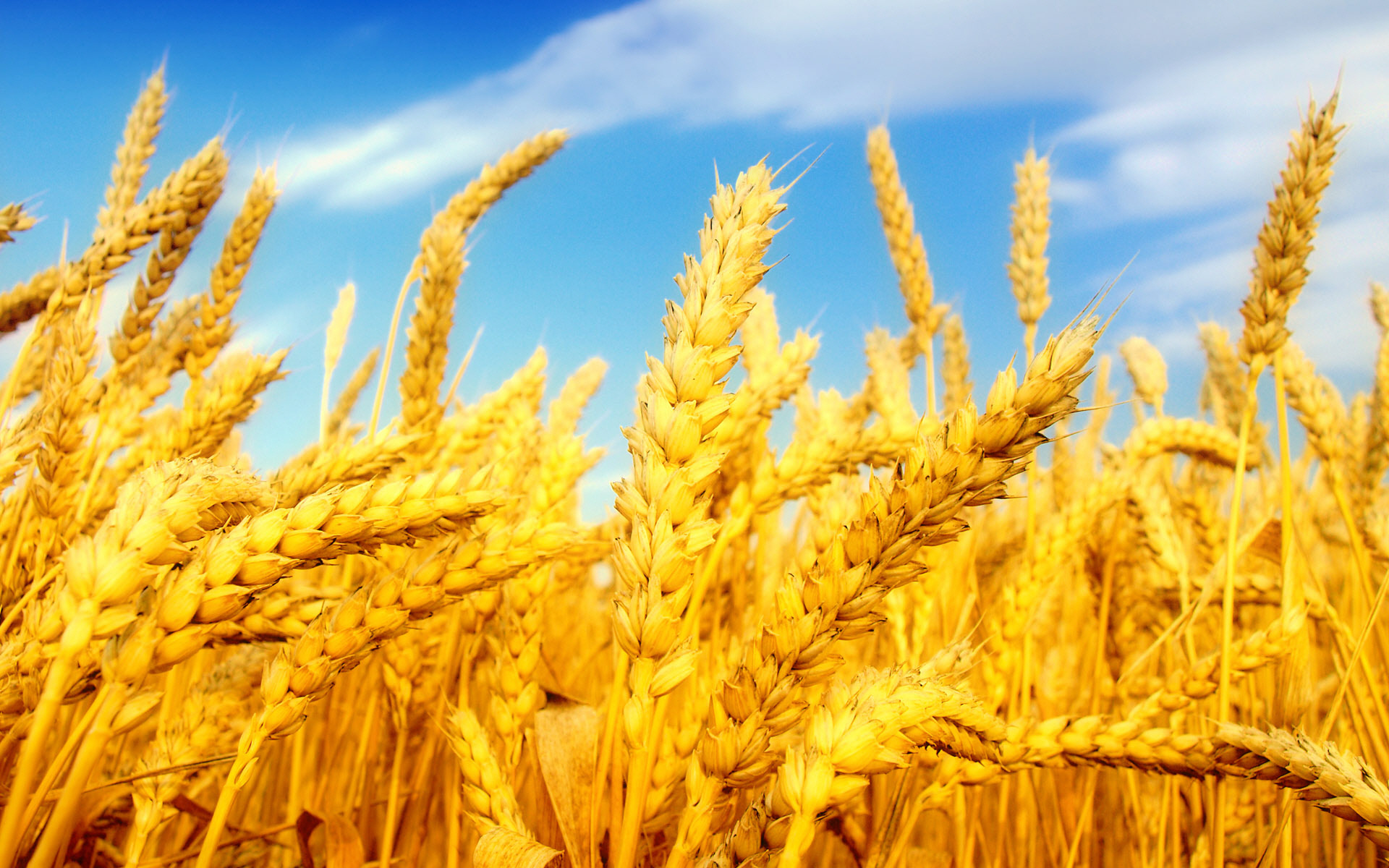 ۱۵۲ هزار تن گندم از کشاورزان استان قزوین خریداری شد