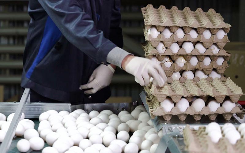 نوسان قیمت تخم‌ مرغ مانند دلار شده است / در نبود تدبیر، واردکننده تخم مرغ می‌شویم؟!