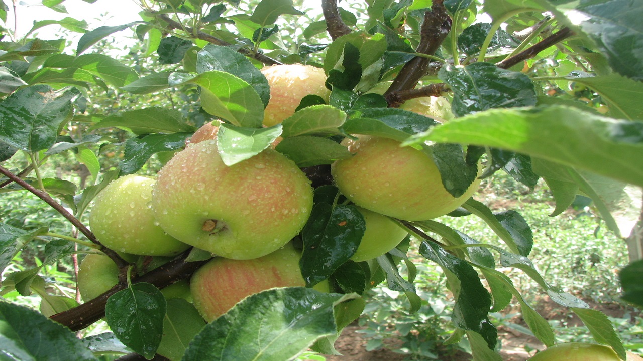 تولید بیش از ۶۰۰ تن سیب در باغ های شهرستان البرز
