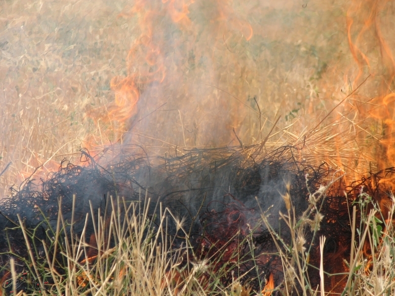 کشاورزان از آتش زدن بقایای گیاهی در مزارع کشاورزی جدا خودداری کنند