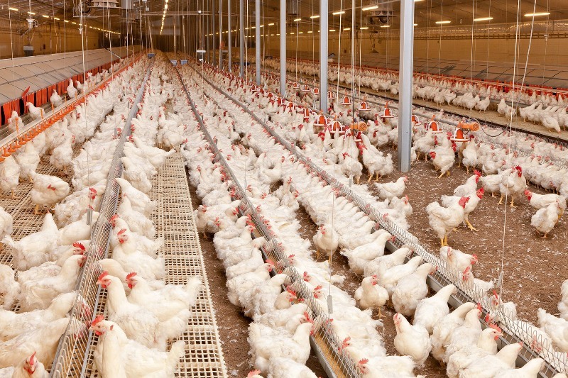 گوشت مرغ با قیمت ۱۲۹۰۰ تومان در استان توزیع می شود
