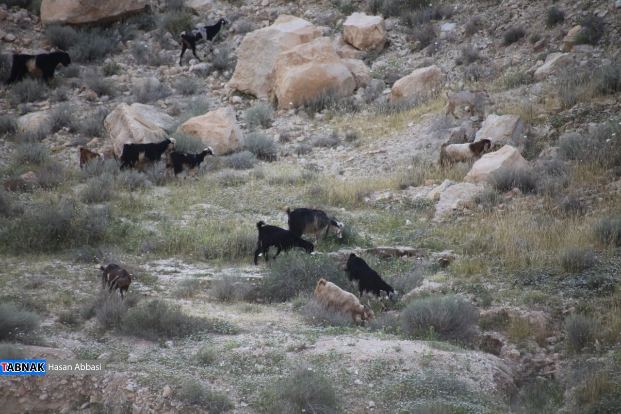 دره رهنو دره رهنو