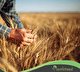 ثبت کشت قراردادی 38 هزار هکتار گندم دراصفهان