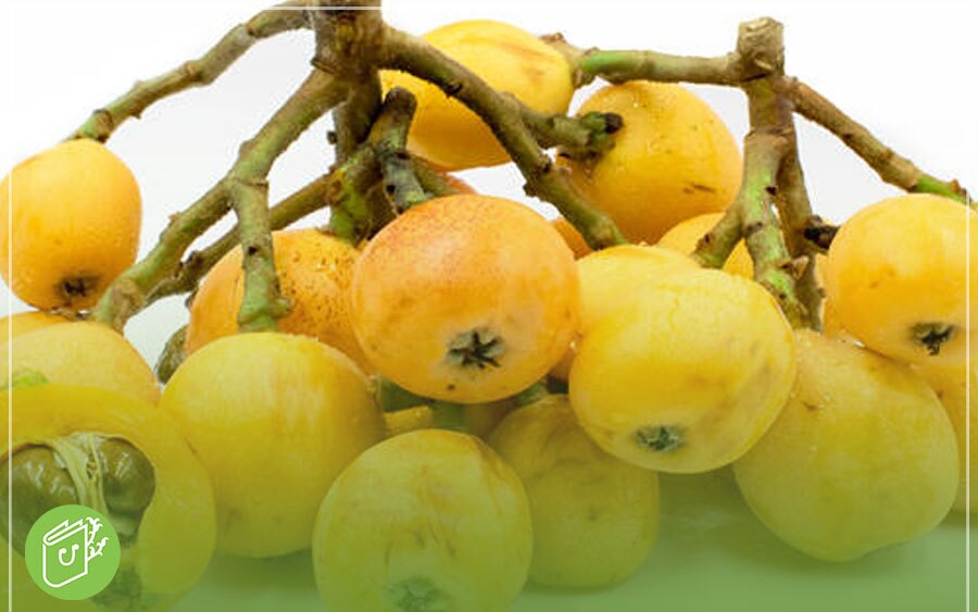 درخت ازگیل در چه مناطقی رشد می&zwnj;کند؟