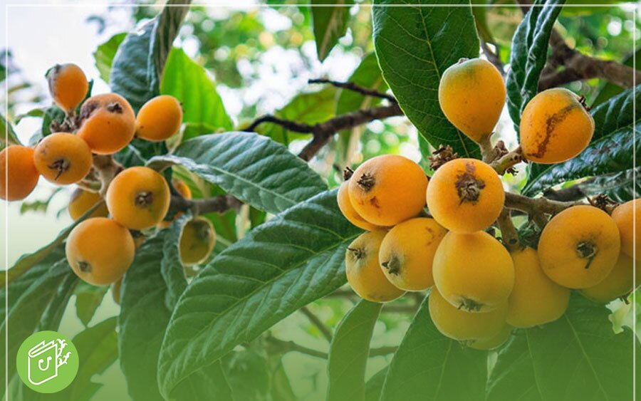 درخت ازگیل در چه مناطقی رشد می&zwnj;کند؟