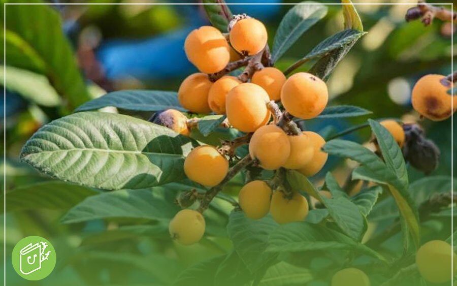 درخت ازگیل در چه مناطقی رشد می&zwnj;کند؟