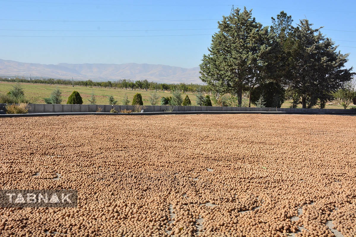 برداشت گردو اصلاح شده با دستگاه مکانیزه برداشت گردو اصلاح شده با دستگاه مکانیزه