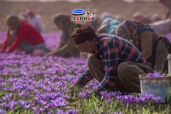 جشنواره زعفران فاروج فرصتی برای هم&zwnj;افزایی کشاورزان و فعالان اقتصادی/زعفران خراسان شمالی؛ نماد تلاش کشاورزان و محور توسعه اقتصادی استان است