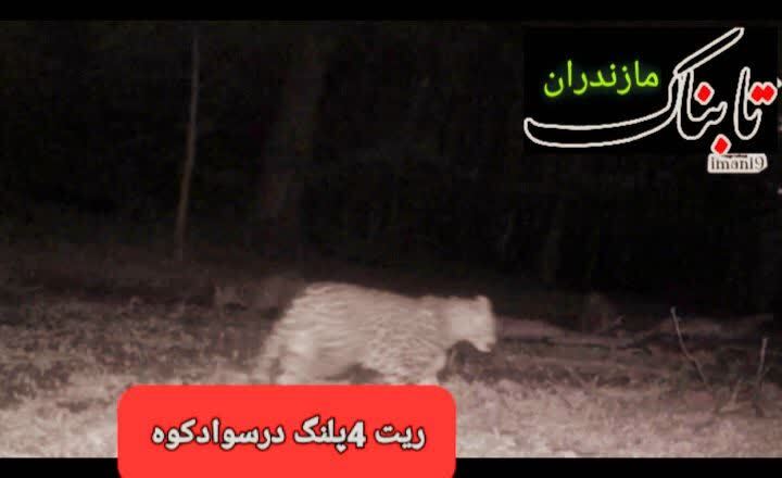 مشاهده چهار پلنگ ایرانی در یک قاب در سوادکوه مشاهده چهار پلنگ ایرانی در یک قاب در سوادکوه