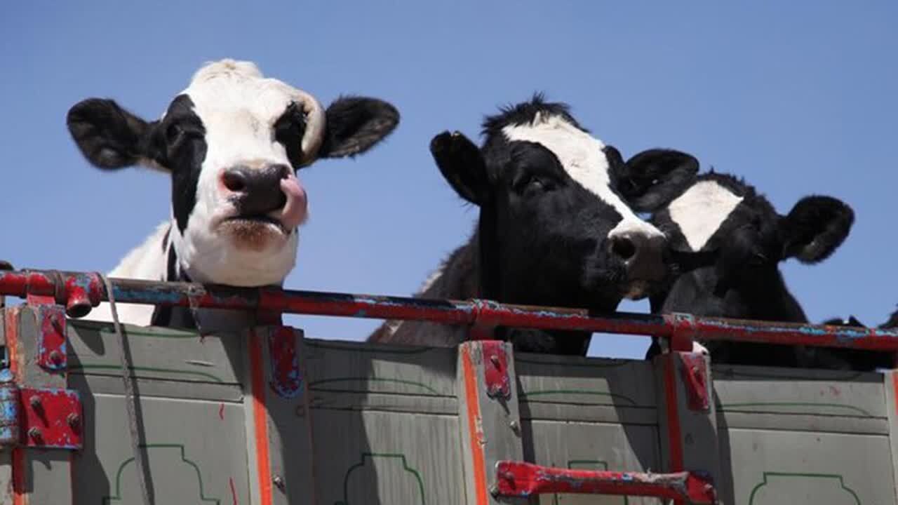 ناکام ماندن انتقال ۱۷۹ رأس دام زنده قاچاق در قم ناکام ماندن انتقال ۱۷۹ رأس دام زنده قاچاق در قم