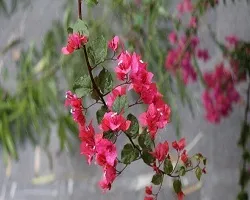 بارش‌های بهاری اصفهان را فرا می‌گیرد